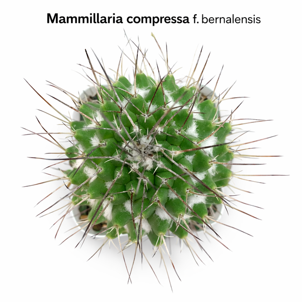 Mammillaria compressa f. bernalensis