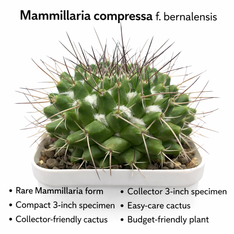 Mammillaria compressa f. bernalensis