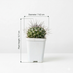 Mammillaria compressa f. bernalensis