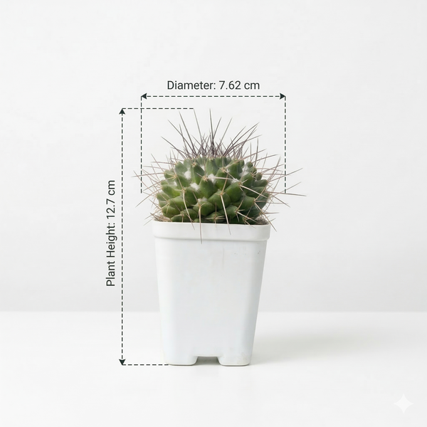 Mammillaria compressa f. bernalensis