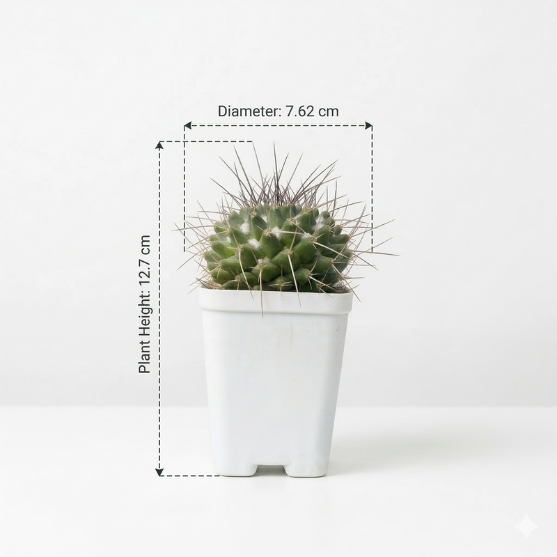 Mammillaria compressa f. bernalensis