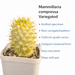 Mammillaria compressa variegated
