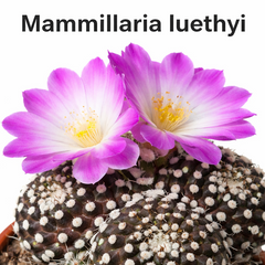 Mammillaria luethyi