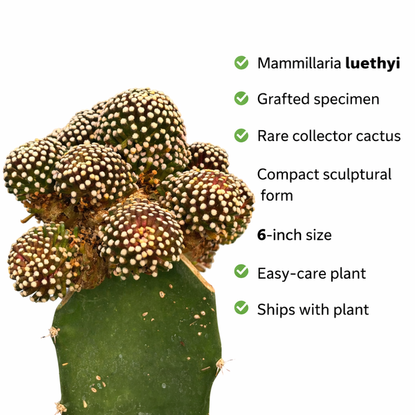 Mammillaria luethyi