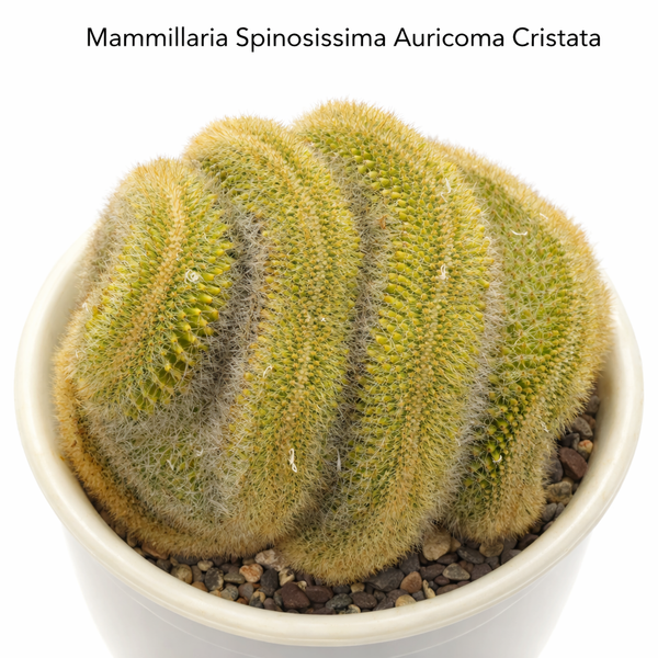 Mammillaria spinosissima var. auricoma f. cristata