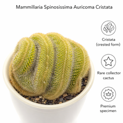 Mammillaria spinosissima var. auricoma f. cristata