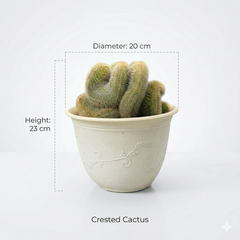 Mammillaria spinosissima var. auricoma f. cristata