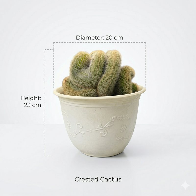 Mammillaria spinosissima var. auricoma f. cristata
