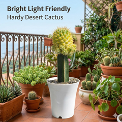 Mammillaria verigated - pineapple cactus