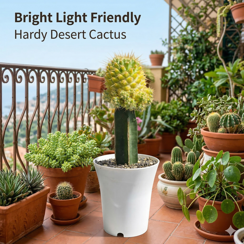 Mammillaria verigated - pineapple cactus