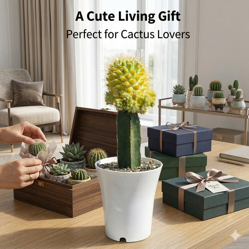 Mammillaria verigated - pineapple cactus