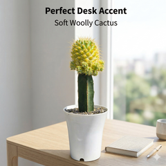 Mammillaria verigated - pineapple cactus