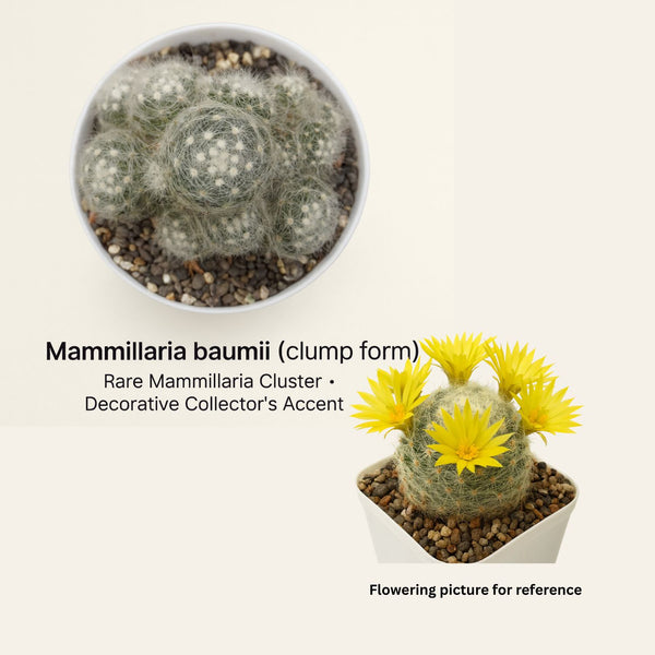 Mammillaria baumii clump