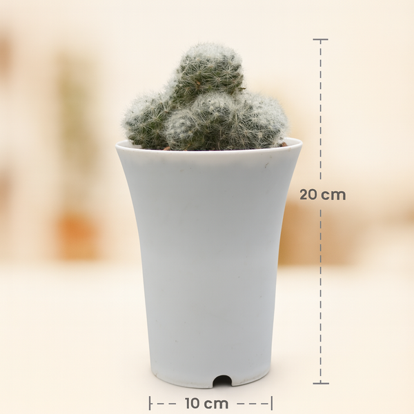 Mammillaria baumii clump