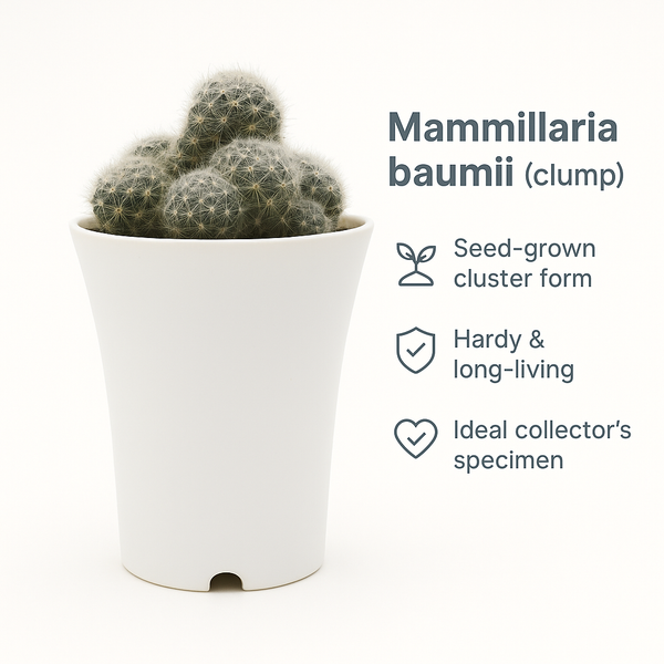 Mammillaria baumii clump