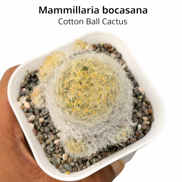Mammillaria bocasana