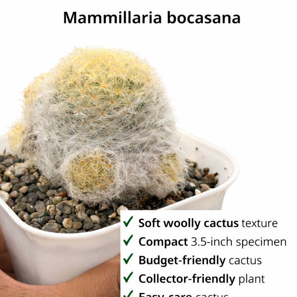 Mammillaria bocasana