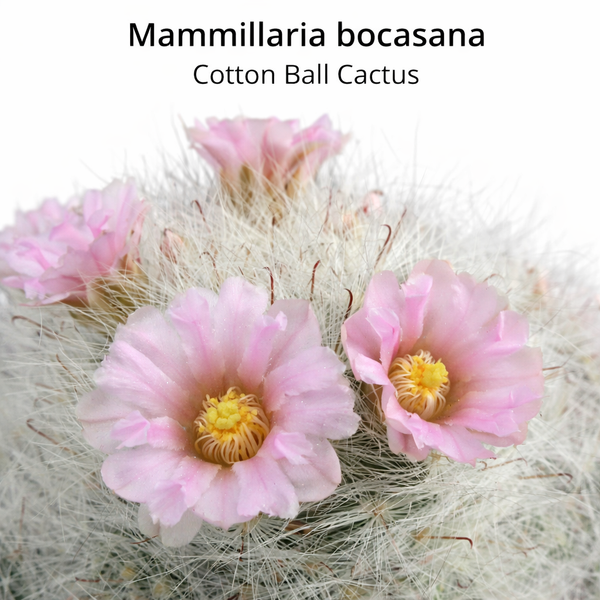 Mammillaria bocasana