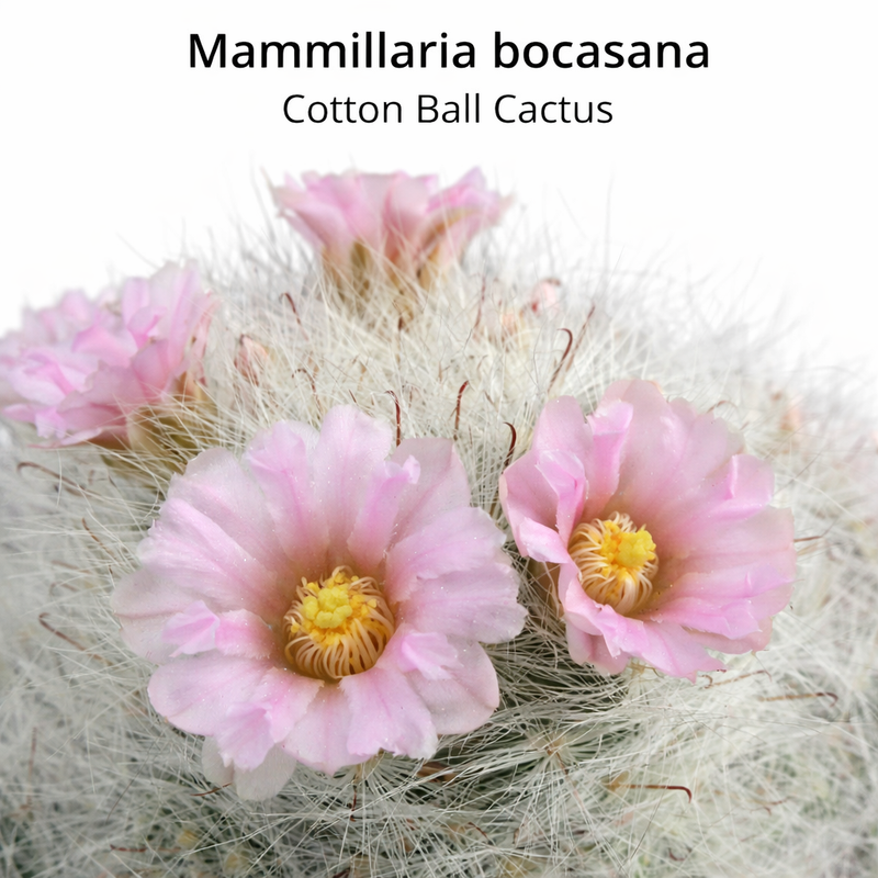 Mammillaria bocasana