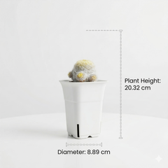 Mammillaria bocasana