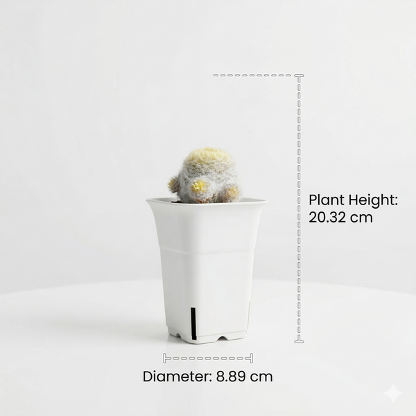 Mammillaria bocasana