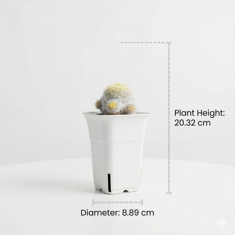 Mammillaria bocasana