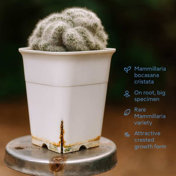 Mammillaria bocasana cristata