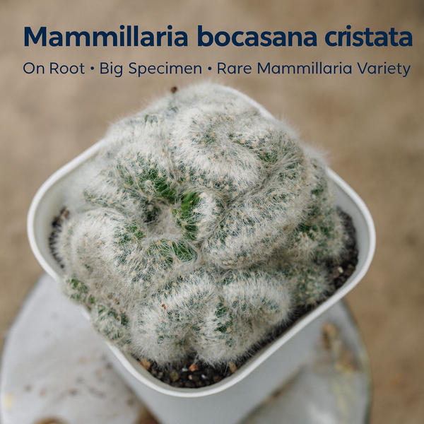 Mammillaria bocasana cristata