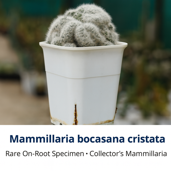 Mammillaria bocasana cristata