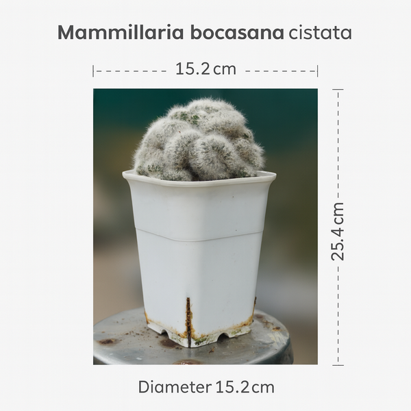 Mammillaria bocasana cristata