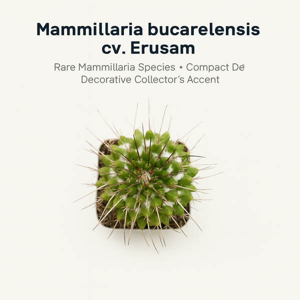 Mammillaria bucarelensis cv. Erusam