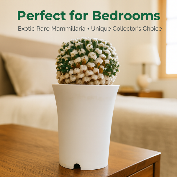 Mammillaria bucareliensis Erusamu f pectinatus