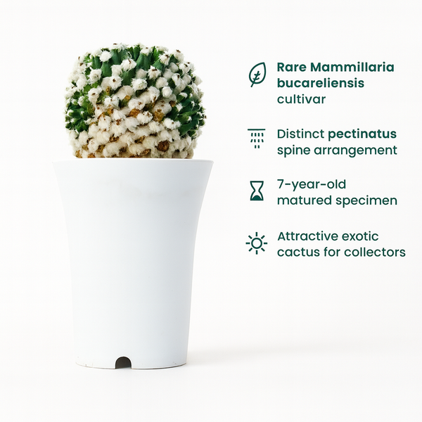 Mammillaria bucareliensis Erusamu f pectinatus