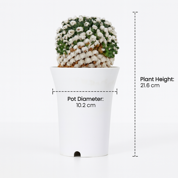 Mammillaria bucareliensis Erusamu f pectinatus