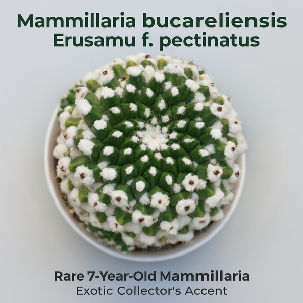 Mammillaria bucareliensis Erusamu f pectinatus