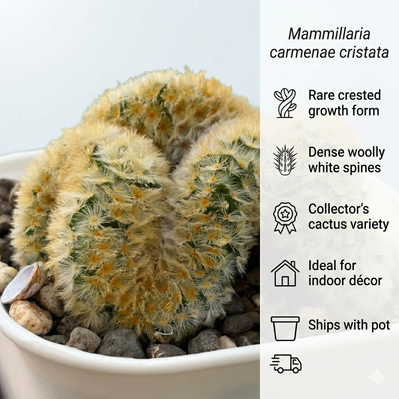 Mammillaria carmenae cristata