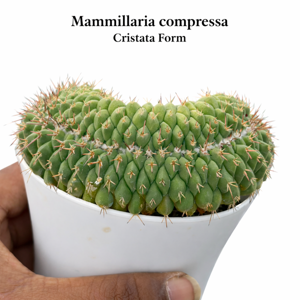 Mammillaria compressa f. cristata