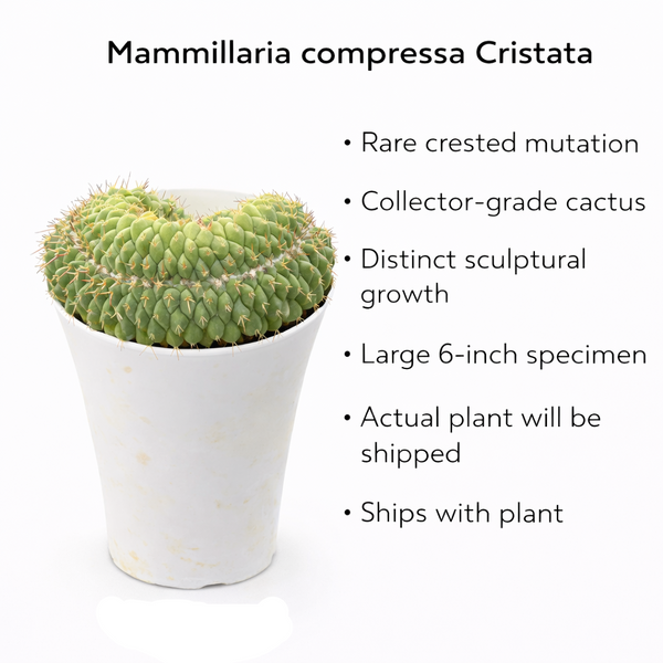 Mammillaria compressa f. cristata