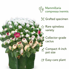 Mammillaria compressa inermis