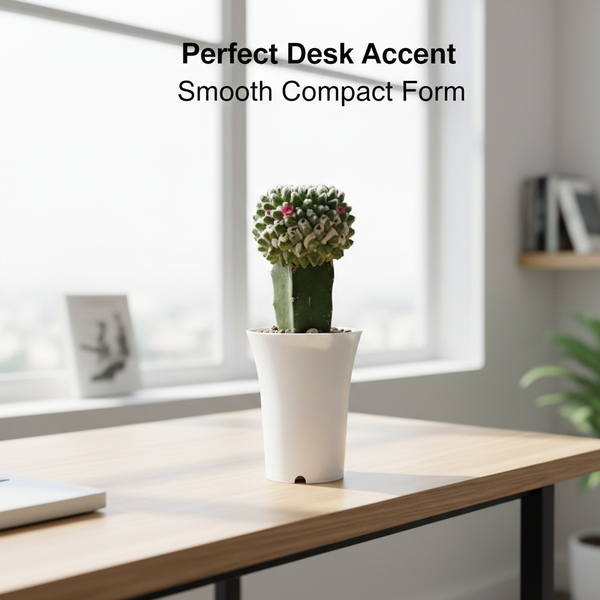 Mammillaria compressa inermis