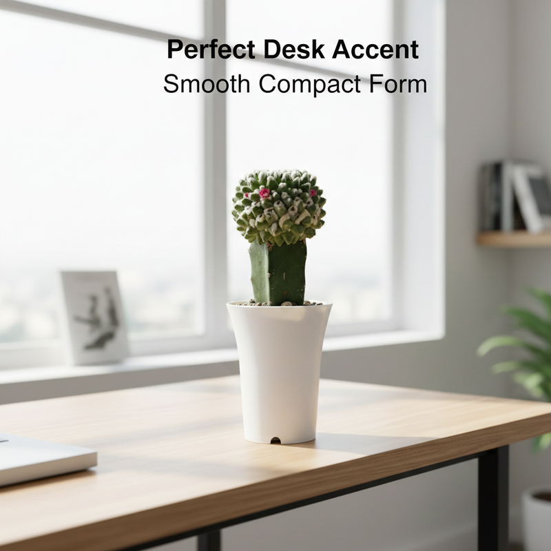 Mammillaria compressa inermis