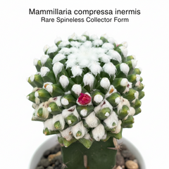 Mammillaria compressa inermis