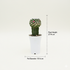 Mammillaria compressa inermis