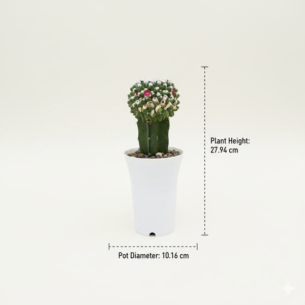 Mammillaria compressa inermis