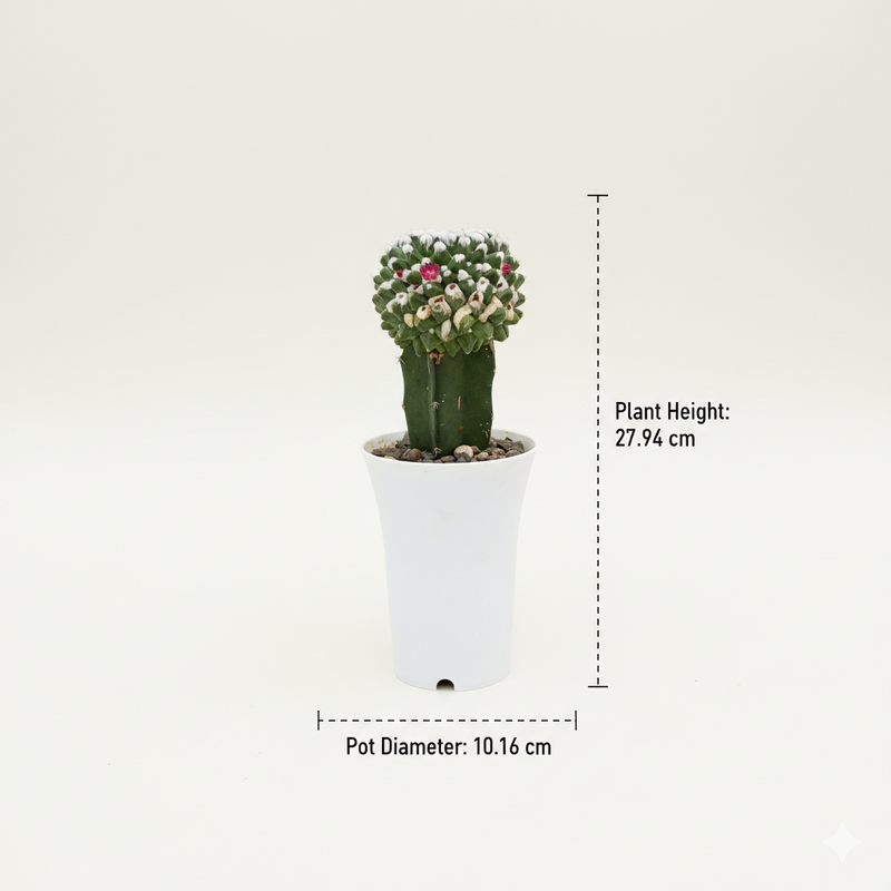 Mammillaria compressa inermis