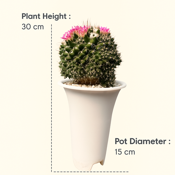 Mammillaria compressa sp.