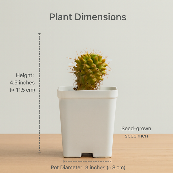Mammillaria compressa variegated