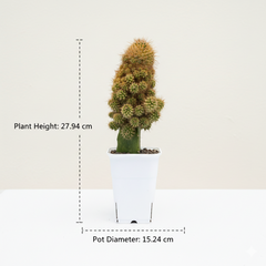 Mammillaria compressa variegated