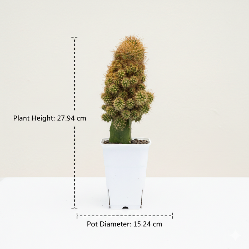 Mammillaria compressa variegated