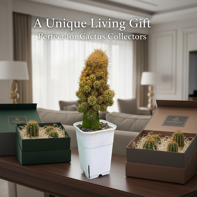 Mammillaria compressa variegated